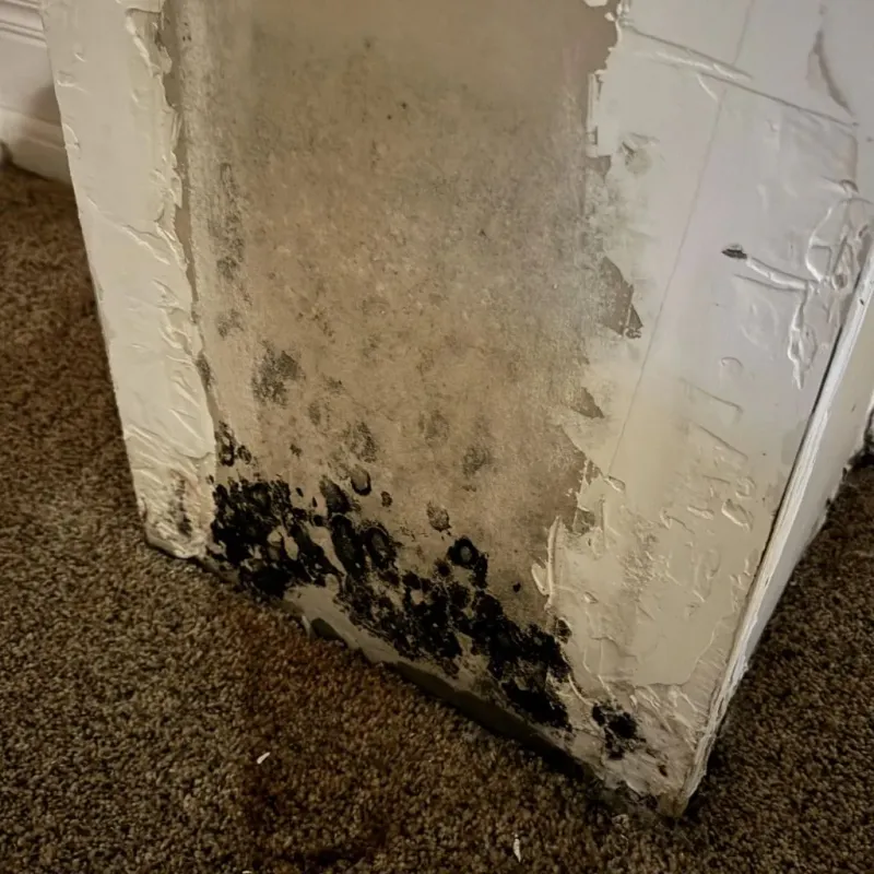 Professional Mold Removal in Muscoy, CA
